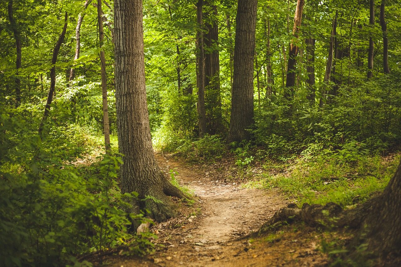 Waldbaden & Natur