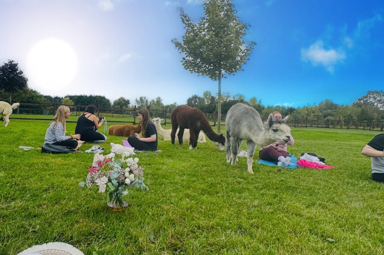 Yin Yoga mit Alpakas